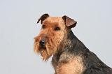WELSH TERRIER 045